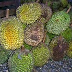 Durian – die Durianfrucht oder Stinkfrucht aus Südostasien