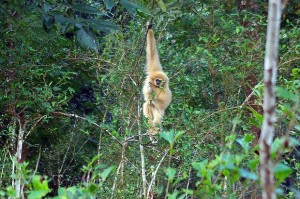 Gibbon im Dschungel von Thailand © Volker Abels Gibbon im Dschungel von Thailand © Volker Abels