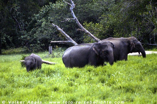 Wilde Elefanten im im Lahugala-Nationalpark, Sri Lanka © Volker Abels