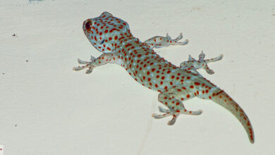 Tokee - nachtaktiver Gecko in Thailand