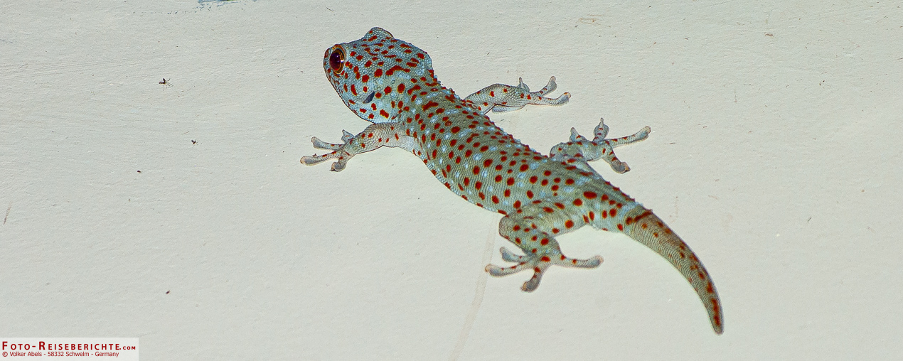 Tokee - nachtaktiver Gecko in Thailand