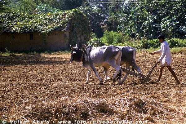 Bauer pflügt mit seinen Ochsen ein Feld bei Pushkar in Rajasthan - Indien © Volker Abels