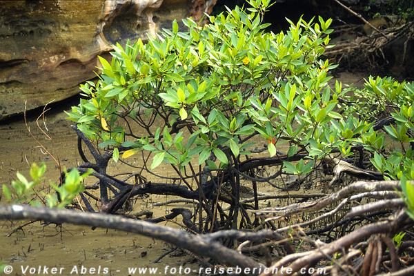 Mangrovenpflanze im Bako Nationalpark, Sarawak - © Volker Abels