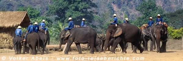Elefanten im Mae Taman Elefantencamp bei Chiang Mai © Volker Abels
