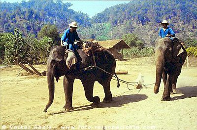 Elefanten im Mae Taman Elefantencamp bei Chiang Mai © Volker Abels