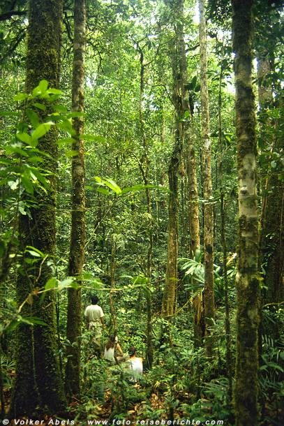 Im Dschungel von Sarawak - Borneo © Volker Abels