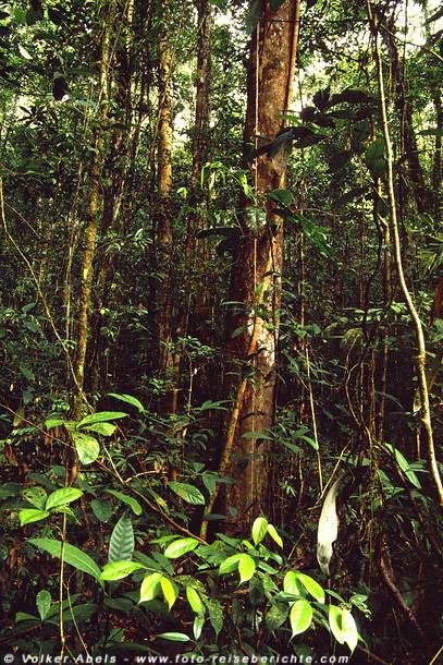 Dschungel in Sarawak - Borneo © Volker Abels