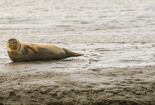 Seehund an der Nordsee - www.foto-reiseberichte.com