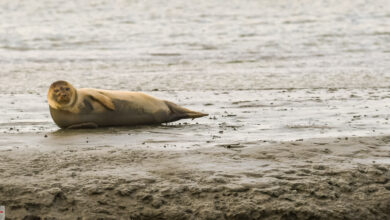 Seehund an der Nordsee - www.foto-reiseberichte.com