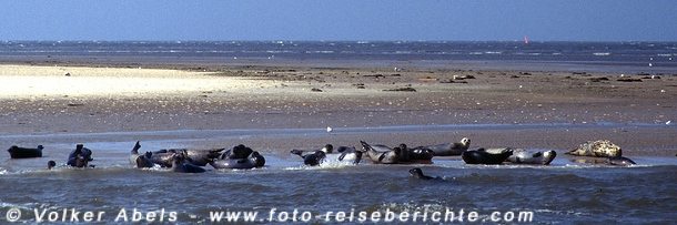 Seehunde an der Nordsee © Volker Abels
