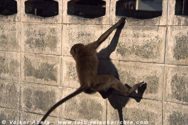 Makake in Prachuap Khiri Khan - Thailand © Volker Abels