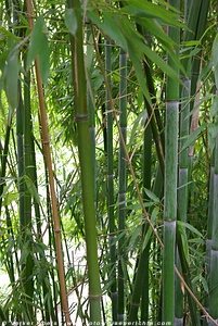 Bambus © Volker Abels