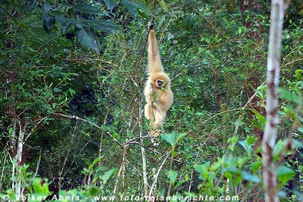 Gibbon in Thailand © Volker Abels