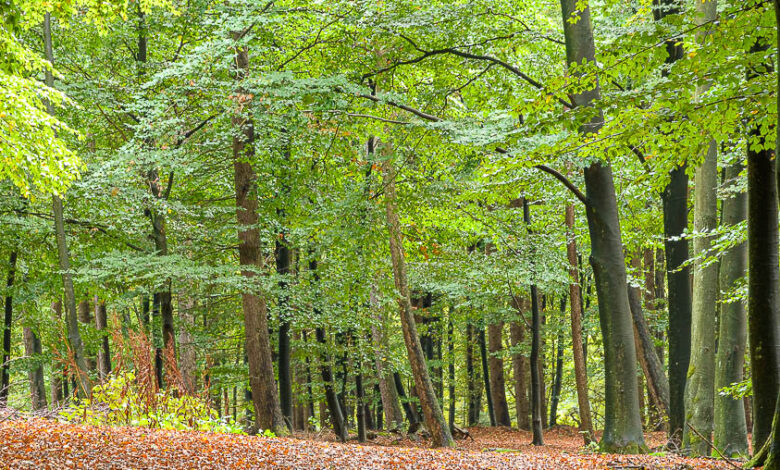 Wildcampen in Deutschland: Tipps fürs wilde Zelten 1 Buchen in einem Wald