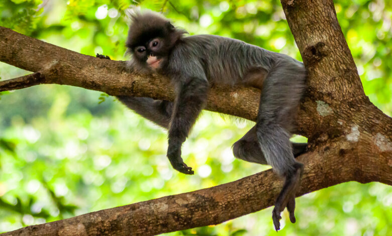 13 Tipps für bessere Urlaubsbilder bzw. Urlaubsfotos 1 Phayre-Brillenlangur