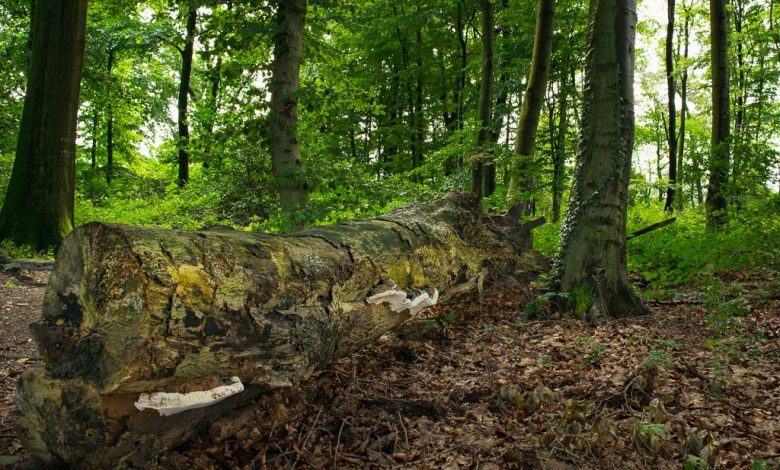 Zerfallender Baumstamm in einem Wäldchen 2 Zerfallender Baumstamm im Wald