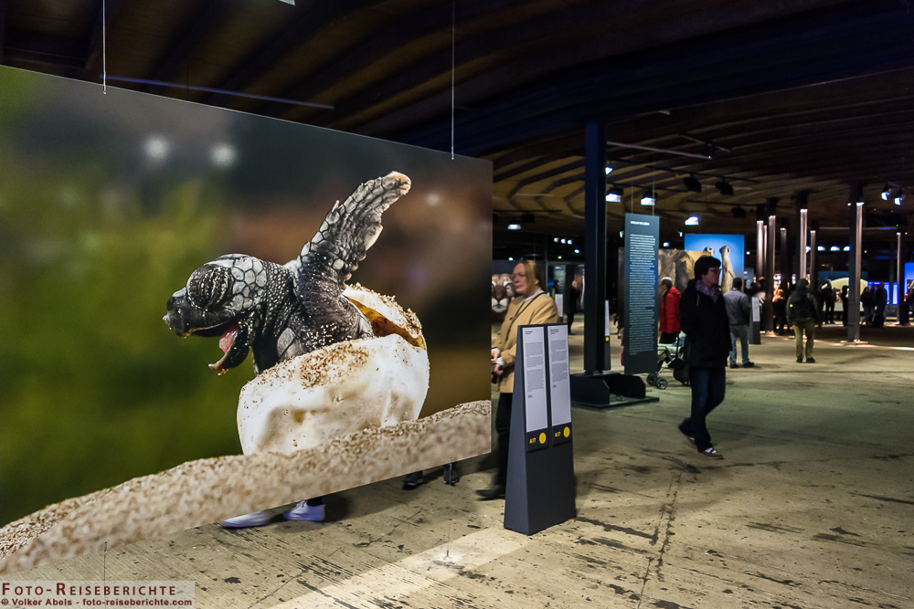 Austellung - Wunder der Natur Links im Bild das Foto: "Frisch geschlüpft" von Solvin Zankl