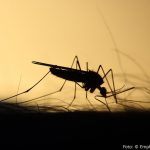 Moskitoschutz - Schutz vor Moskitos und Mücken