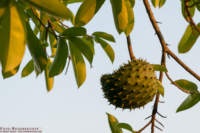 Kleine Durianfrucht an einem Baum in Thailand - © Volker Abels www.foto-reiseberichte.com_