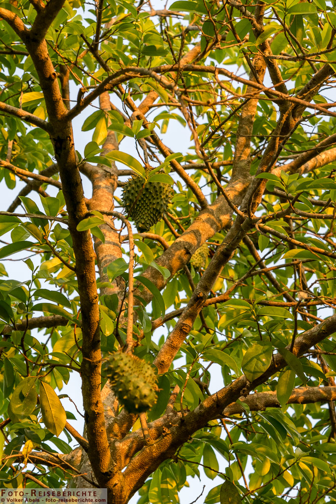 Kleine Durian Früchte an einem Baum in Thailand - © Volker Abels www.foto-reiseberichte.com_