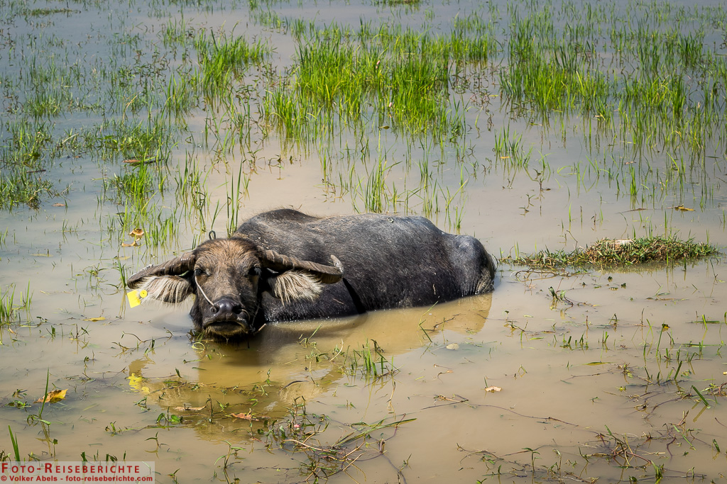 Badender Wasserbüffel in einem Reisfeld © Volker Abels - foto-reiseberichte.com