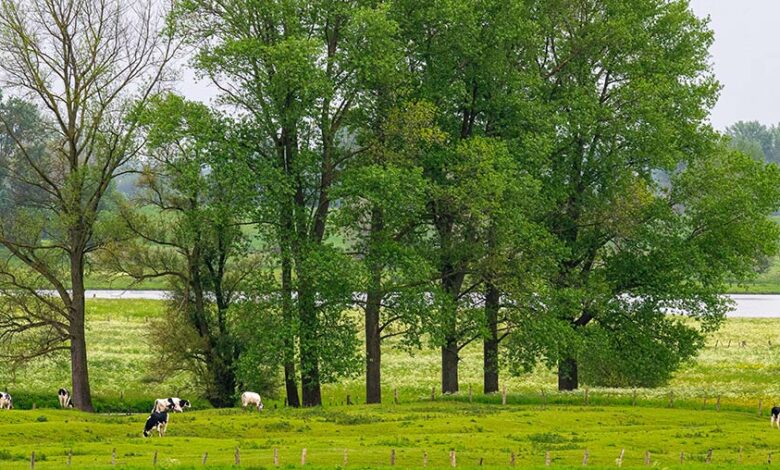 Bislicher Insel, die letzte Auenlandschaft am Niederrhein 1 Bislicher Insel Wiesenlandschaft