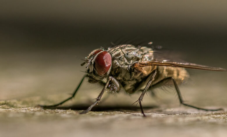 Nahlinsen & Makrolinsen zum Einstieg in die Makrofotografie 10 Um Nahausnahmen machen zu können ist ein Makroobjektiv oder einen Nahlinse bzw. Makrolinse notwendig