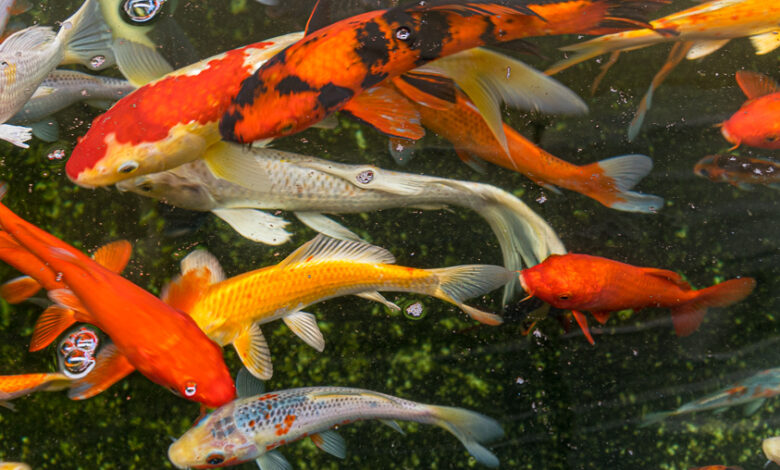 Gasometer Oberhausen - Fotoausstellung Wunder der Natur 6 Goldfische