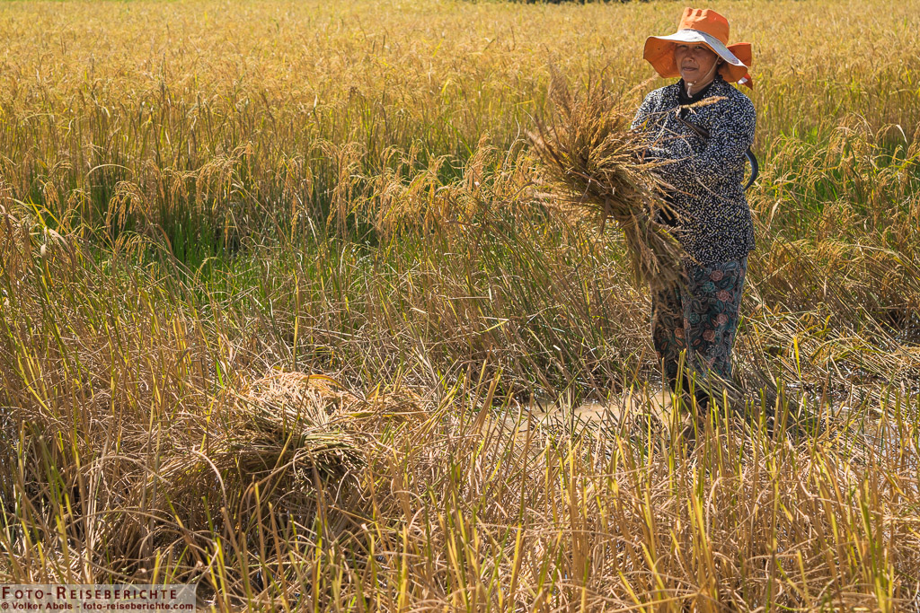 Ein Frau trägt ein Bündel Reis © Volker Abels - www.foto-reiseberichte.co