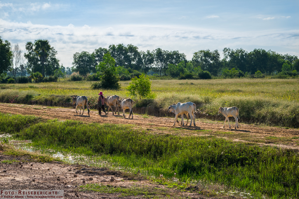 Rinder werden in der Nähe von Siem Reap in Kambodscha zu ihren Weideplätzen geführt © Volker-Abels - www.foto-reiseberichte.com