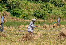 Reisbauern bei der Ernte