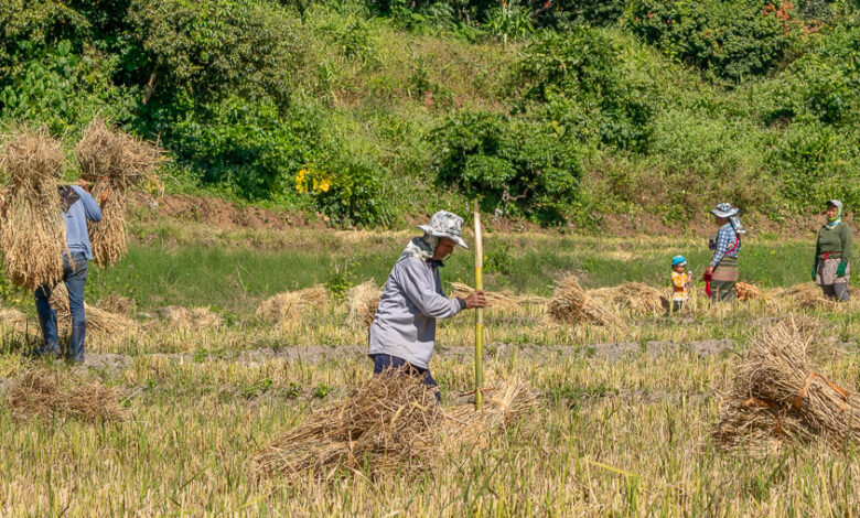 Reisbauern bei Mae Hong Son - Thailand 2 Reisbauern bei der Ernte