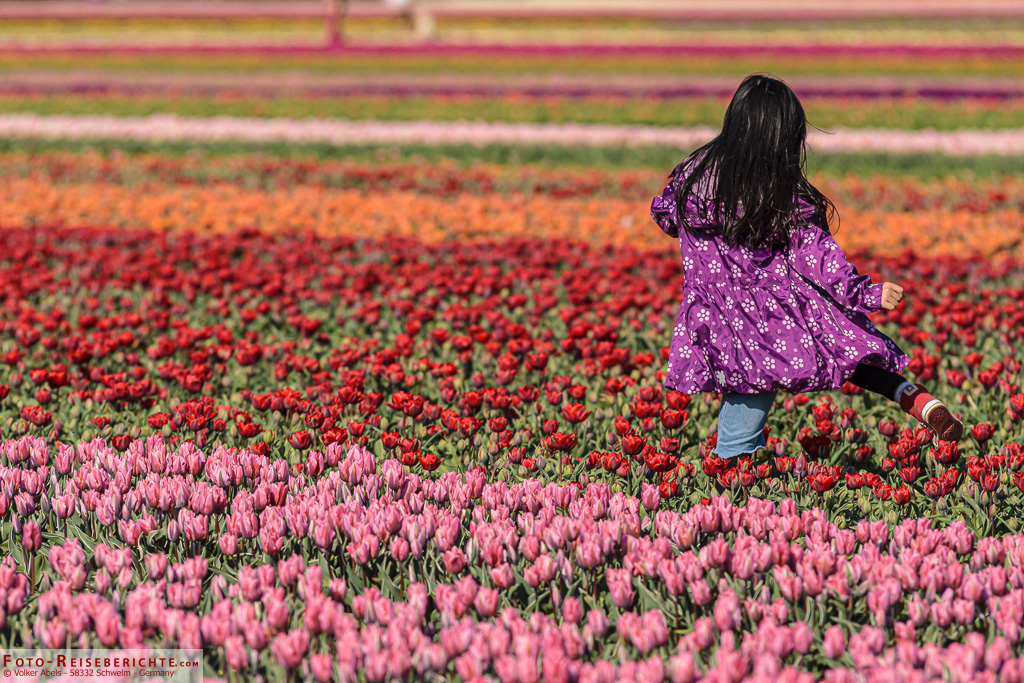 Kind in Tulpen