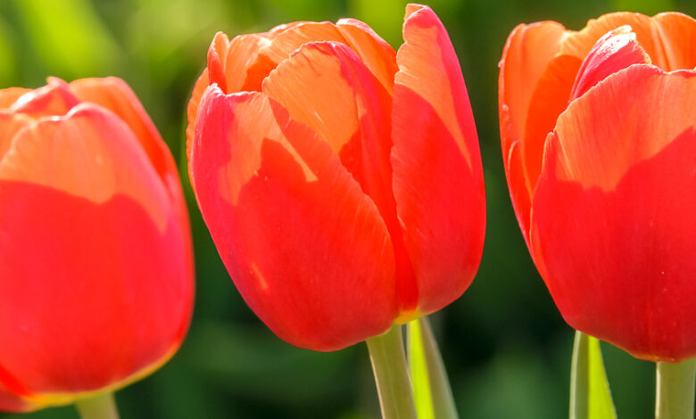 Tulpenfelder bei Grevenbroich in NRW 3 Rote Tulpen