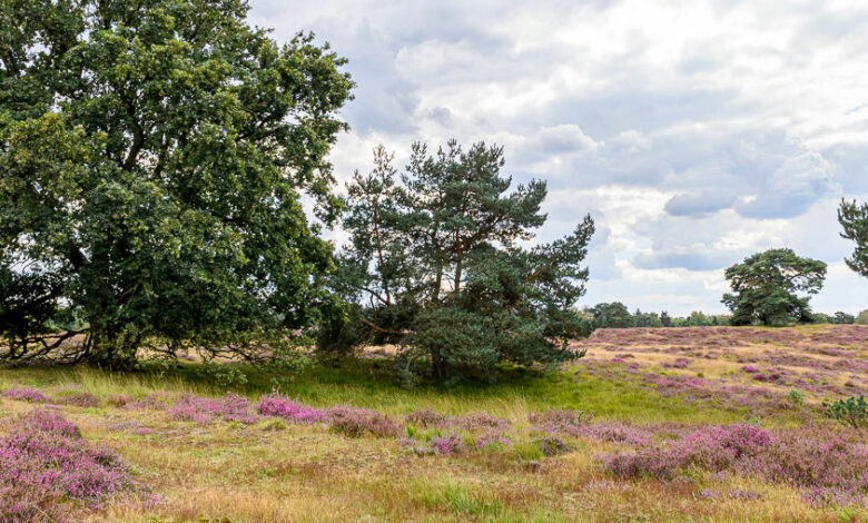 Westruper Heide bei Haltern am See