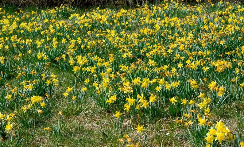 Narzissenwiese in der Eifel